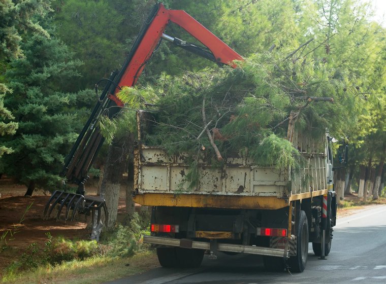 Emergency Tree Services Stafford, VA Discounts Available!