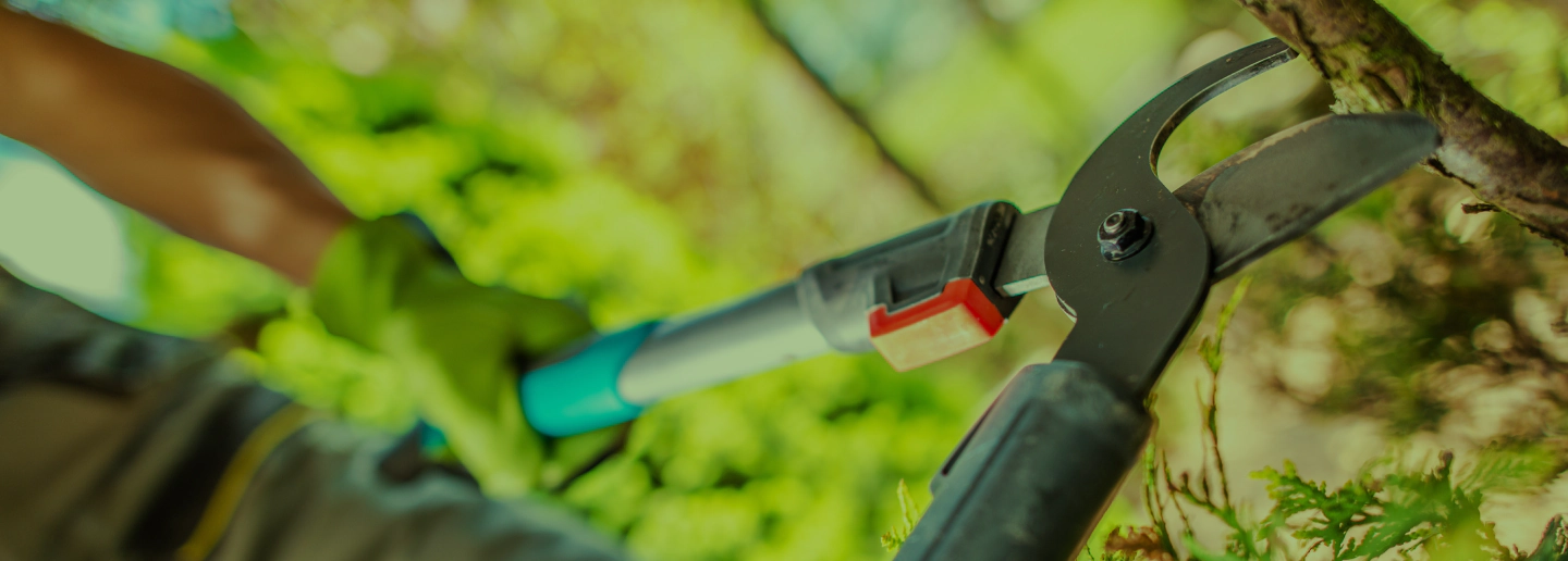 Tree Pruning Services Stafford, VA 15 Off For First Time Customers!